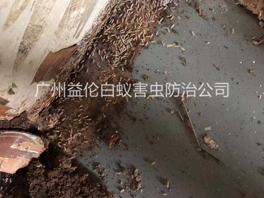 北興倉庫白蟻滅治