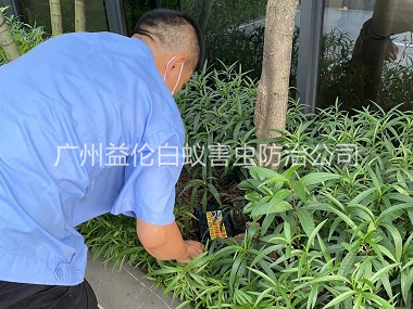 雅瑤園林滅治白蟻工程